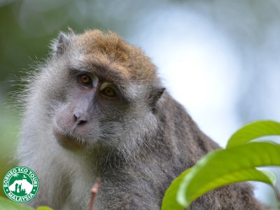 Long tailed macaque (9)